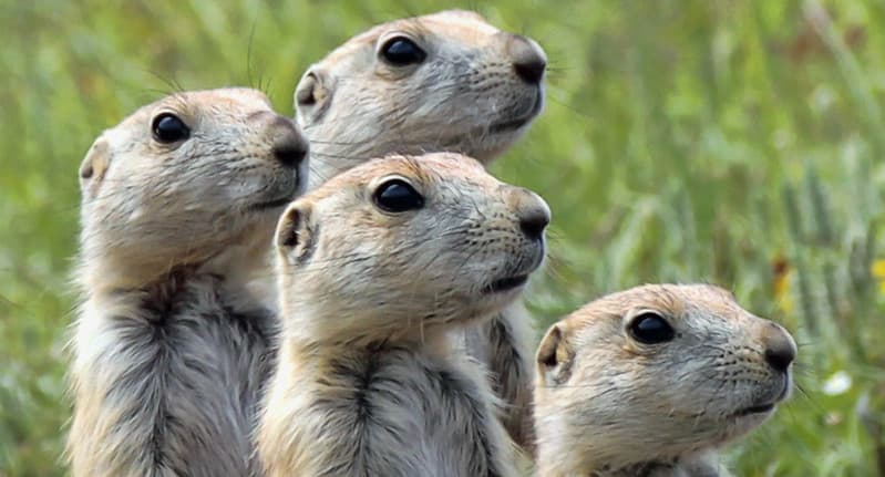 Scrum Team Management